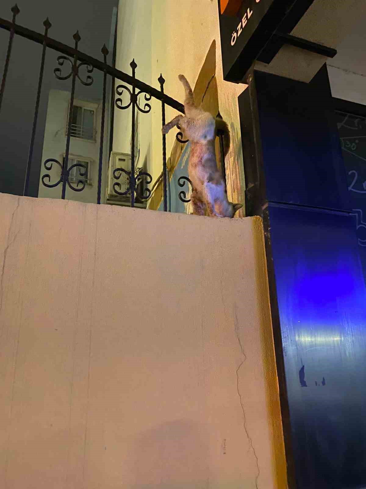 Demir korkulukta mahsur kalan kediyi itfaiye kurtardı