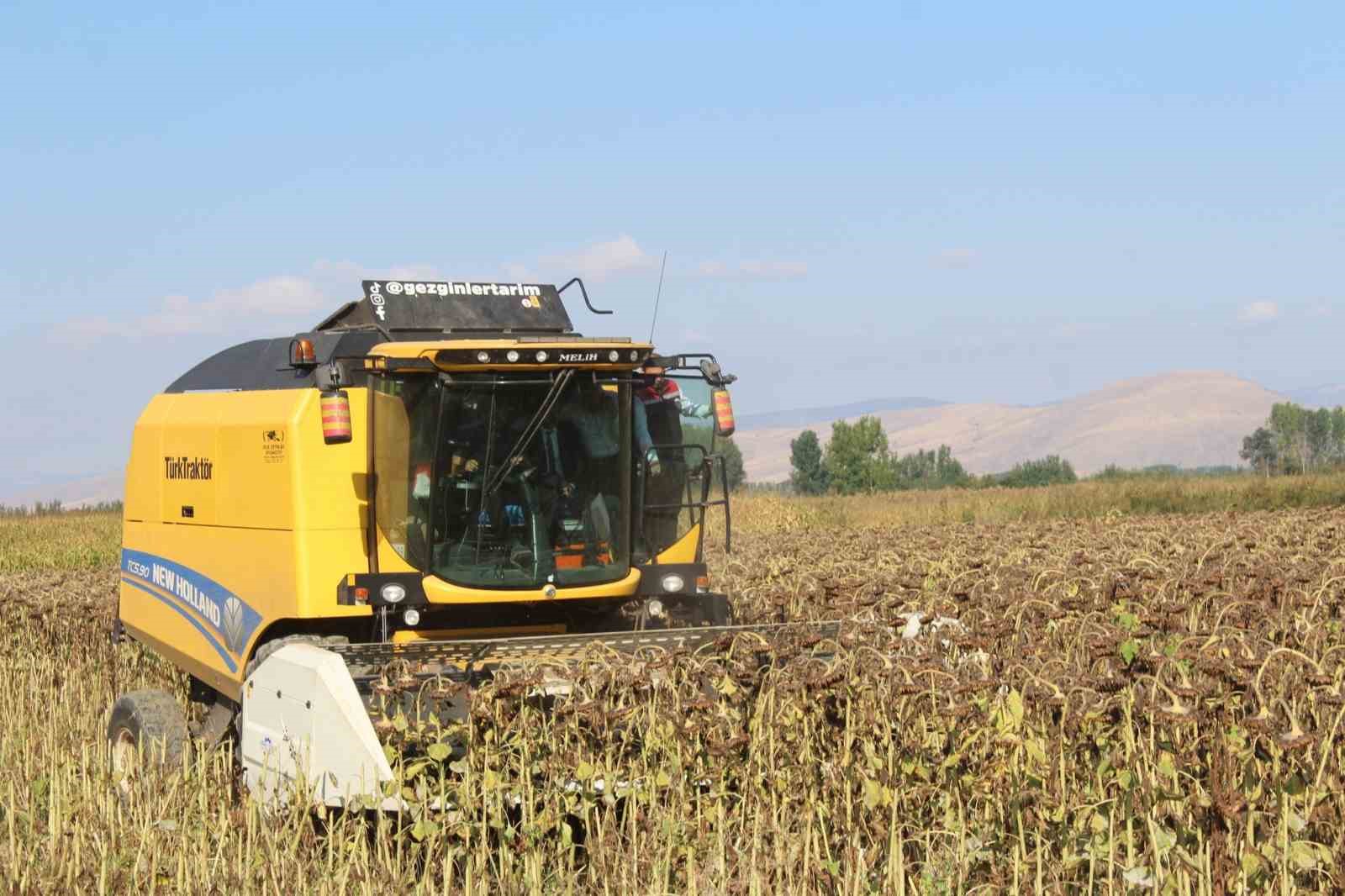 Pazar’da ayçiçeğinde 600 ton ürün bekleniyor
