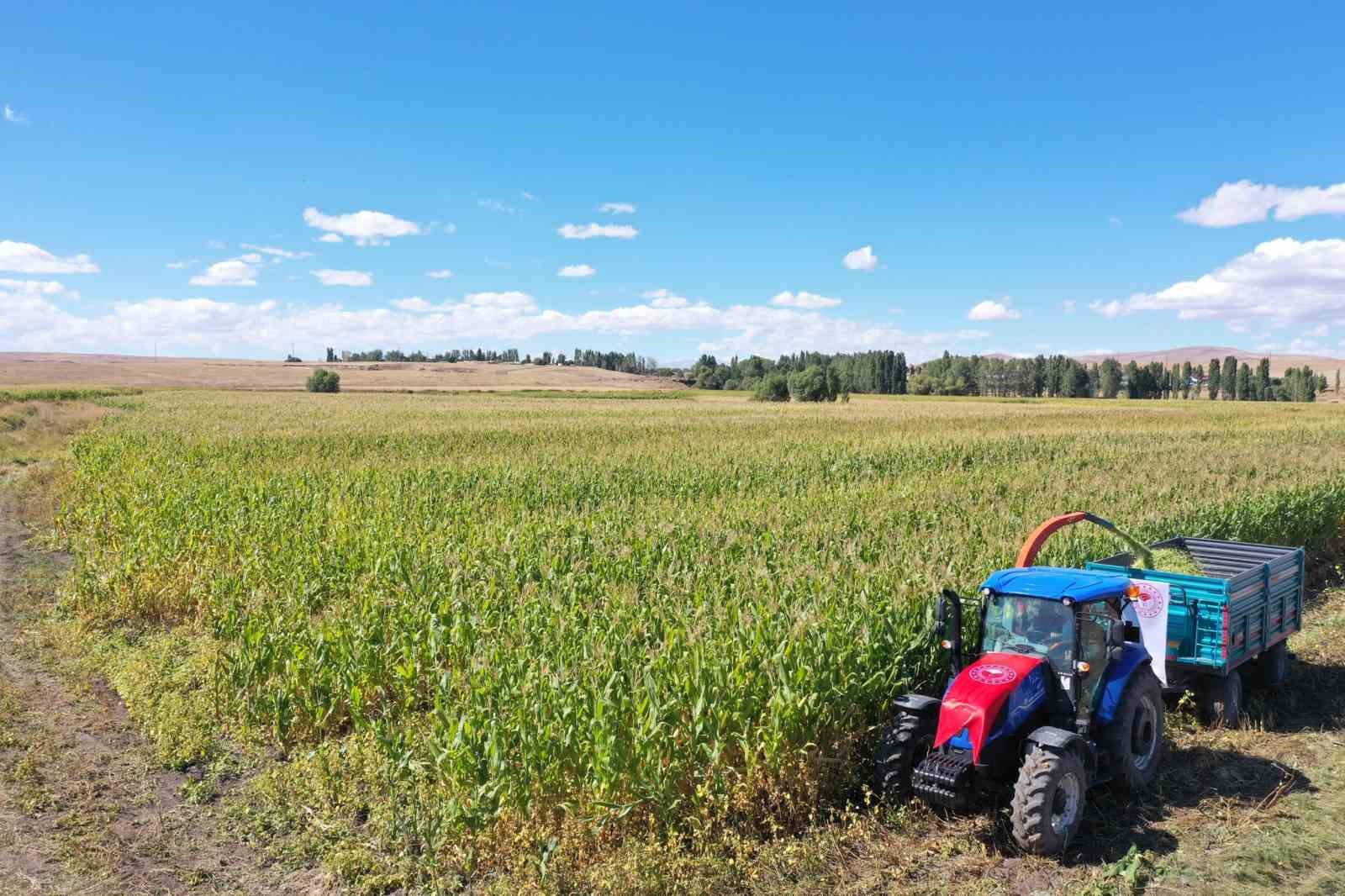 Kars’ta silajlık mısır hasadı