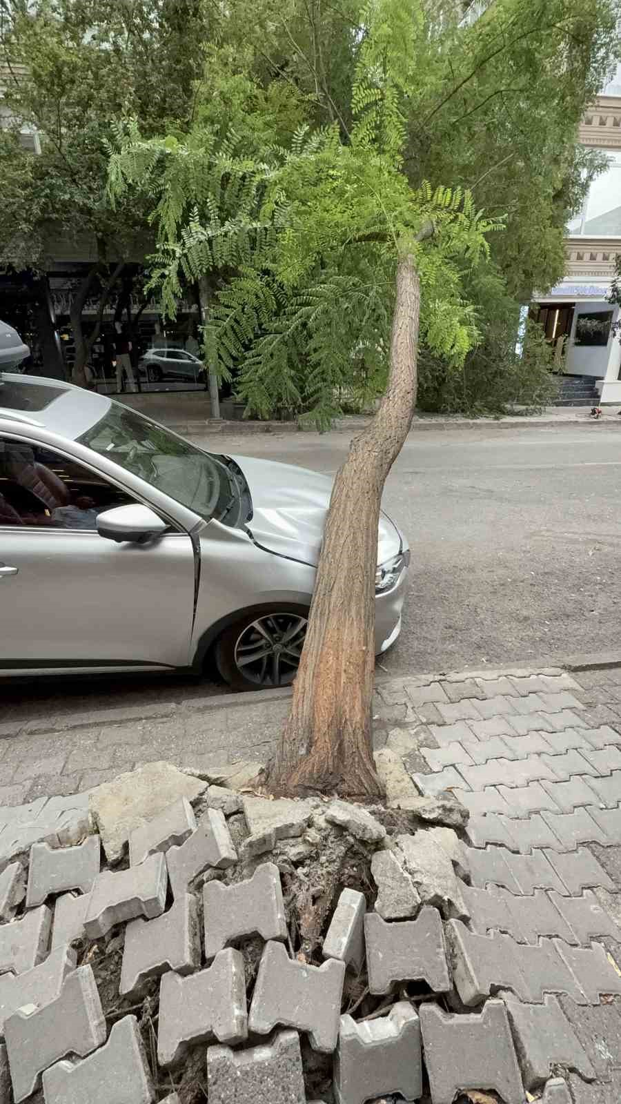 Ağaç otomobilin üzerine devrildi