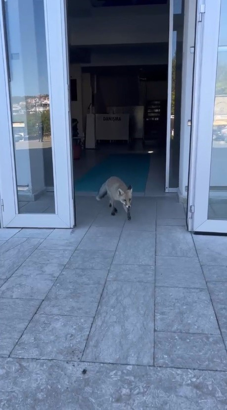 Milli Eğitim Müdürlüğü binasına giren tilki hayrete düşürdü