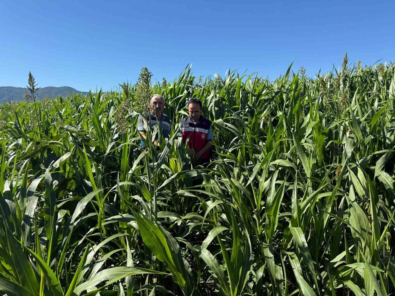 Simav’da hasat kontrolleri
