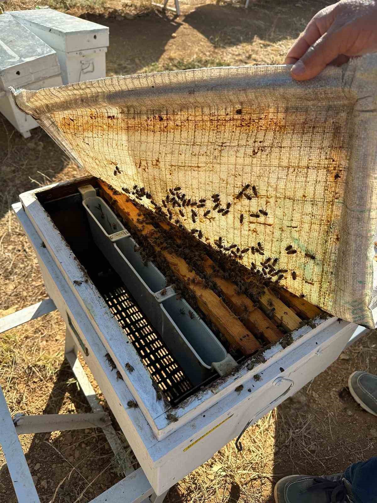 Beyşehir’de arılı kovan sayımları yapılıyor
