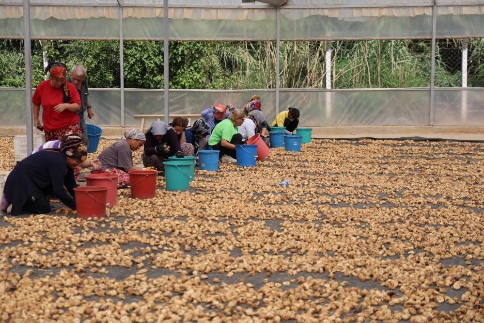 "Kuru incir ihracatında, &uuml;retici &uuml;zerine kirli oyun iddiası"
