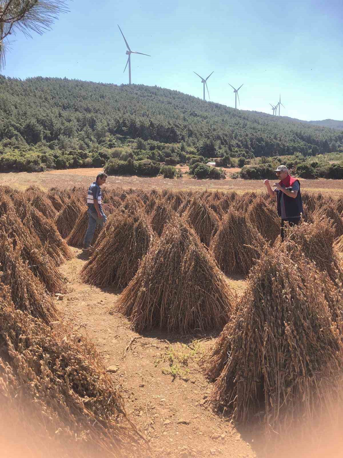 Susamda hasat zamanı yaklaşıyor
