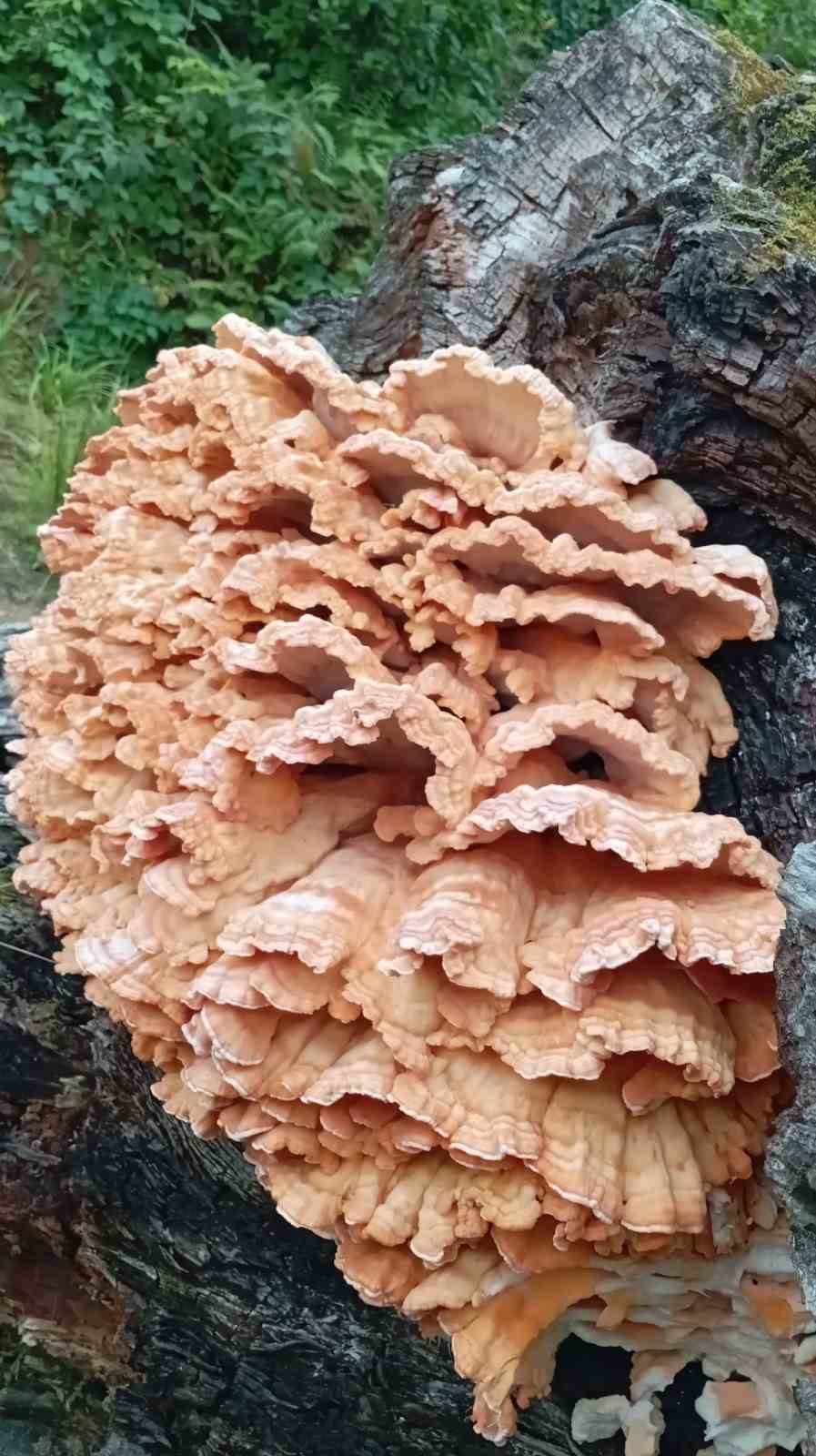 Rize’de ormanda gezintiye çıkan 3 arkadaş ağacın üzerinde kilolarca mantar buldu
