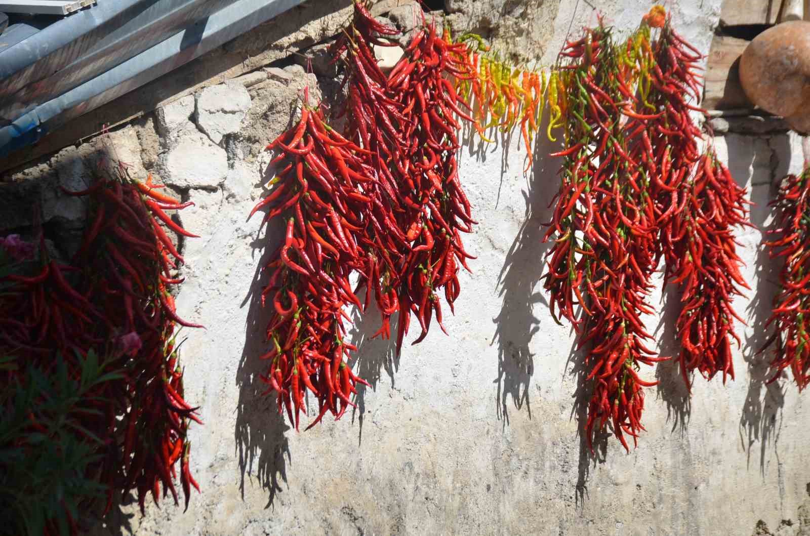 160 yıldır aynı tohumdan acı biber üretiyorlar
