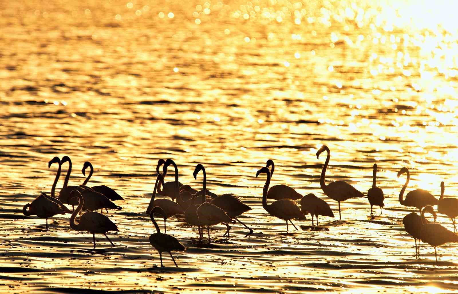 Van Gölü’nde gün batımıyla flamingoların güzelliği
