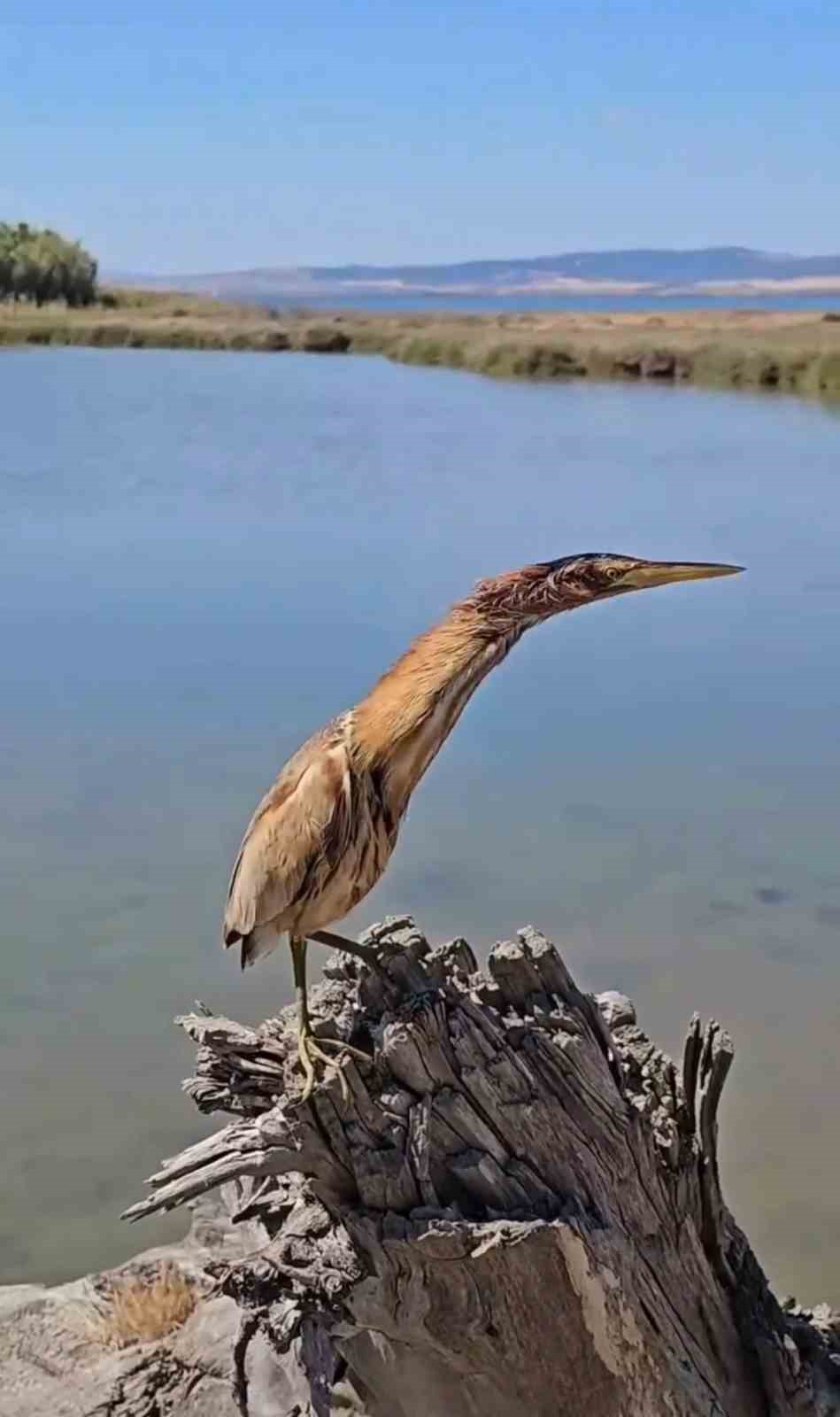 Yaralı kuşlar Doğa Koruma ve Milli Parklar ekipleri sayesinde hayata tutundu
