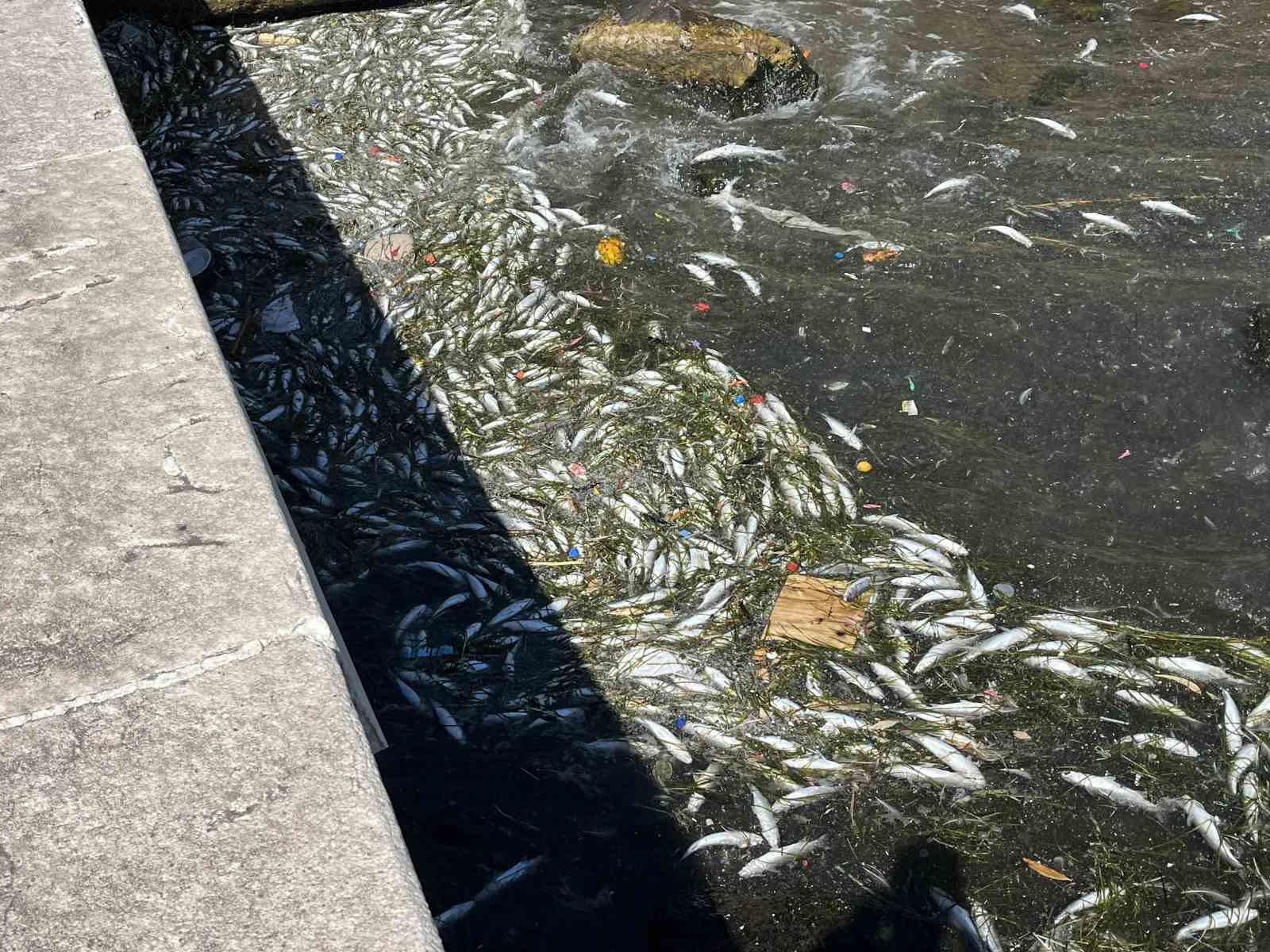 Başkan Saygılı&rsquo;dan balık &ouml;l&uuml;mleri sonrası İzmir B&uuml;y&uuml;kşehir&rsquo;e tepki
