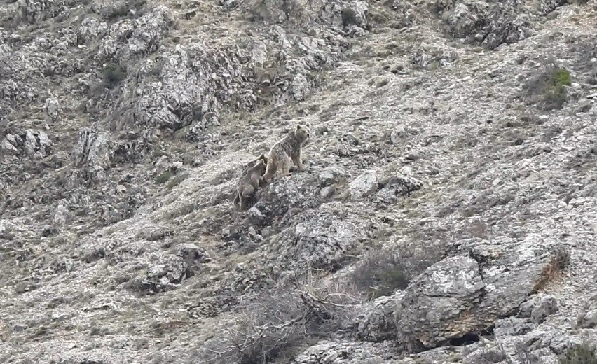 Ev ve bah&ccedil;elere dadanan ayıları yetkililere şik&acirc;yet etti
