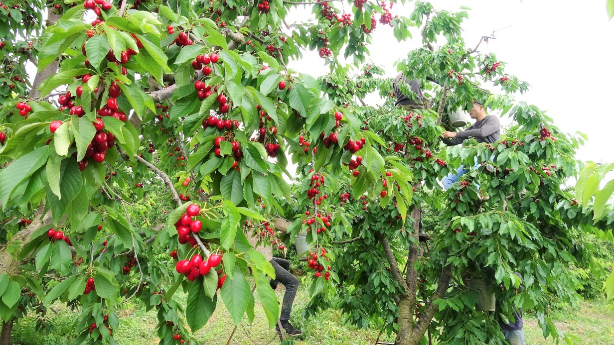 Tokat’ın özel kirazı ürün vermedi, 5 milyon dolarlık kayıp yaşandı