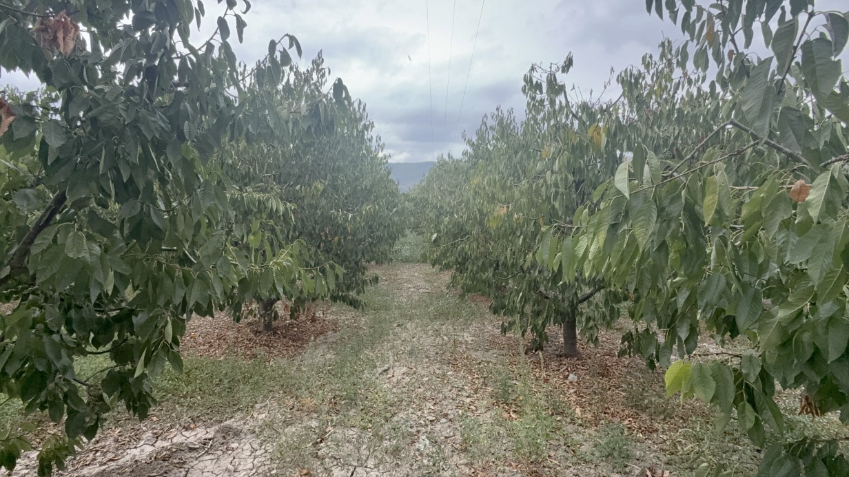 Tokat’ın özel kirazı ürün vermedi, 5 milyon dolarlık kayıp yaşandı