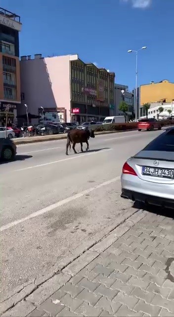 Karabük’te yolda ilerleyen inek tehlike oluşturdu
