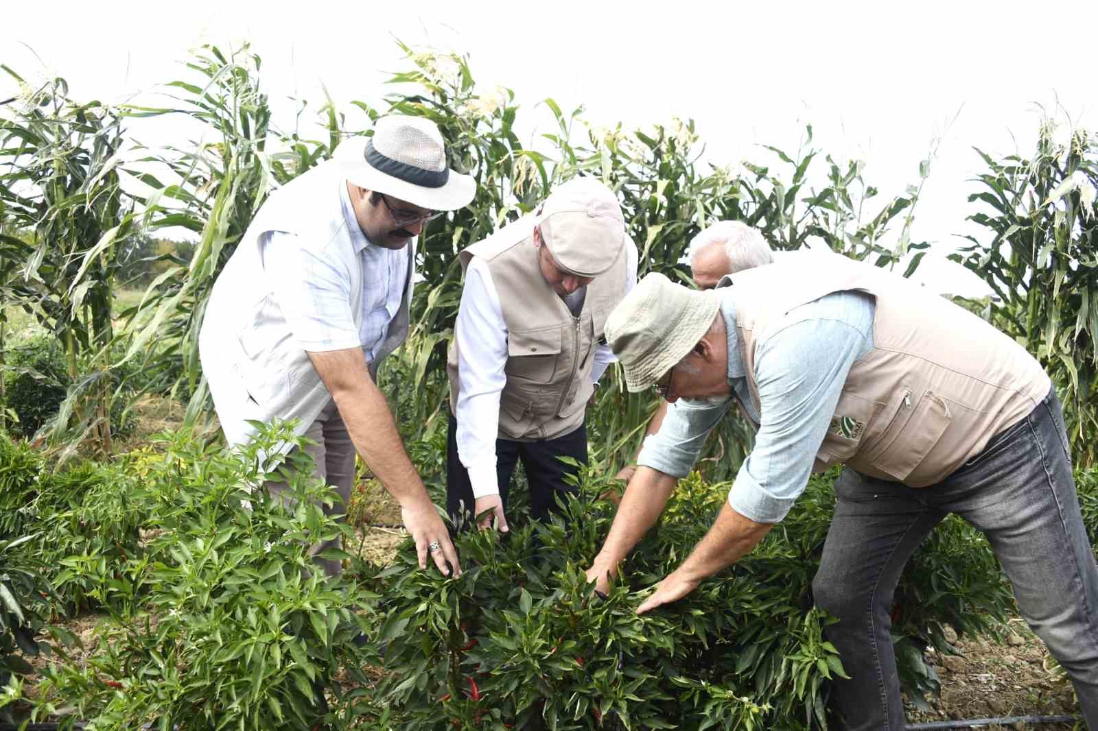 Osmangazi Belediyesi ata tohumlarını geleceğe taşıyor
