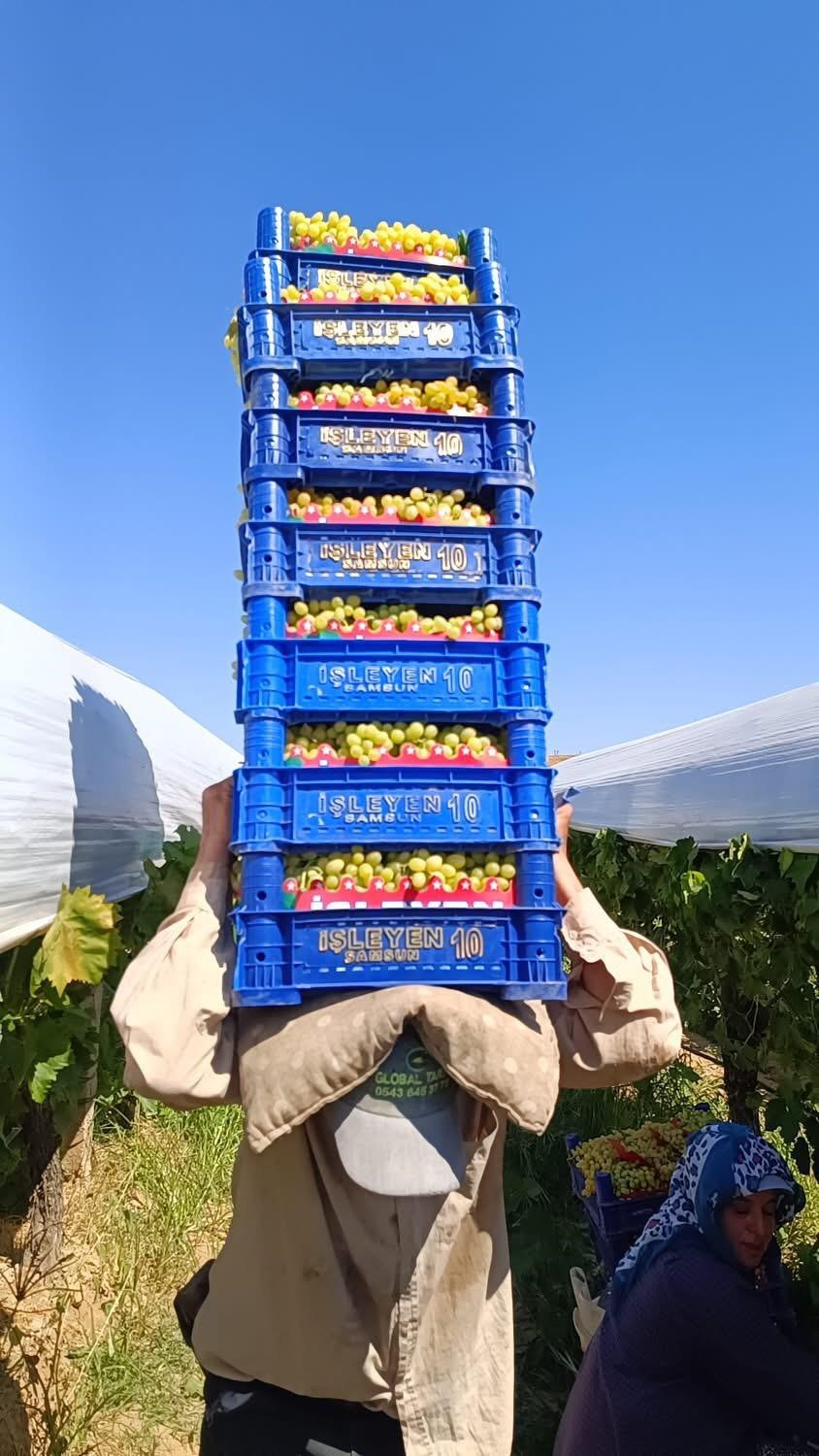 Sarıgöl’de üzüm hasadı aralıksız sürüyor