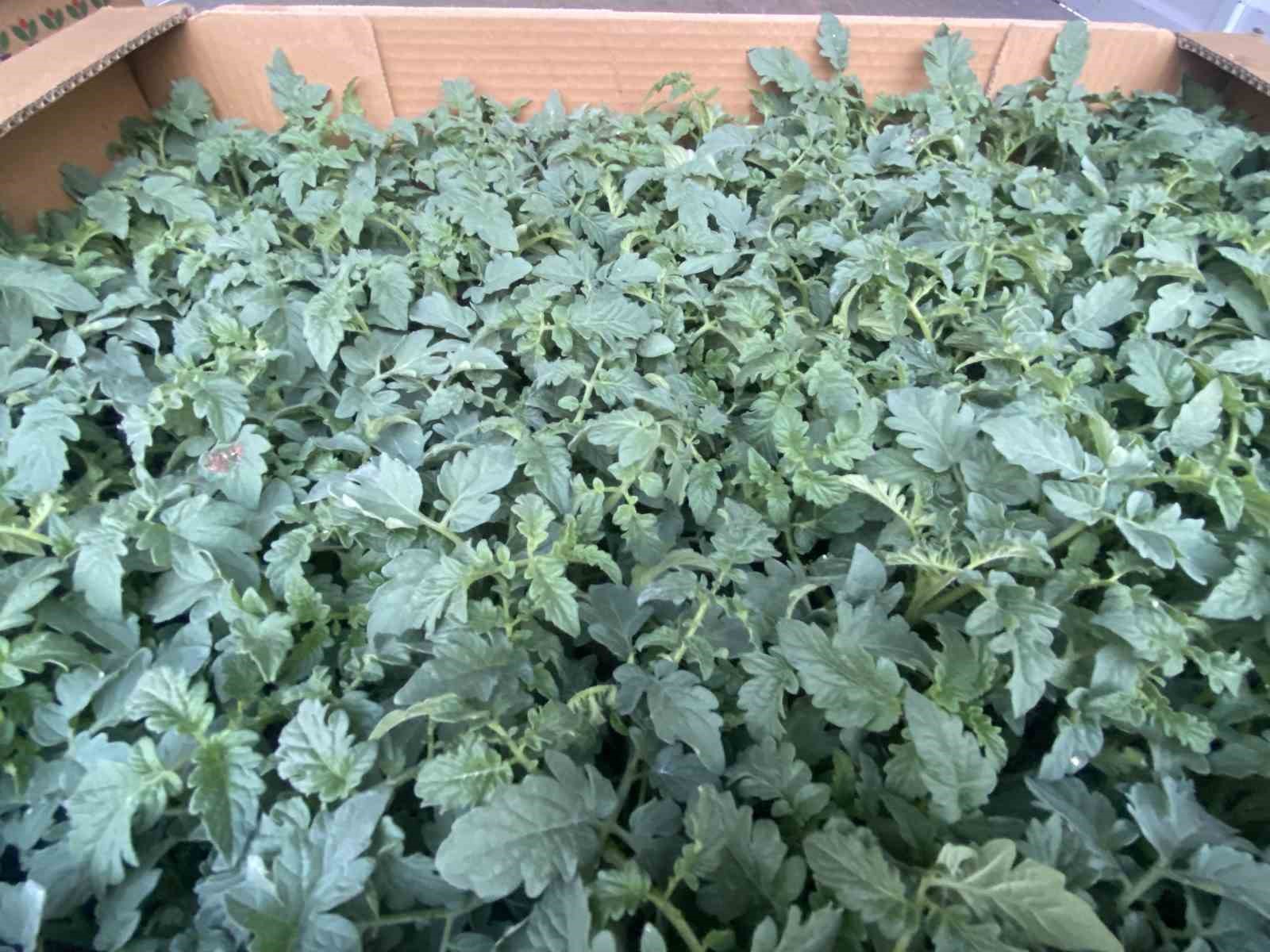 Antalya’da güzlük fide dikimleri başladı
