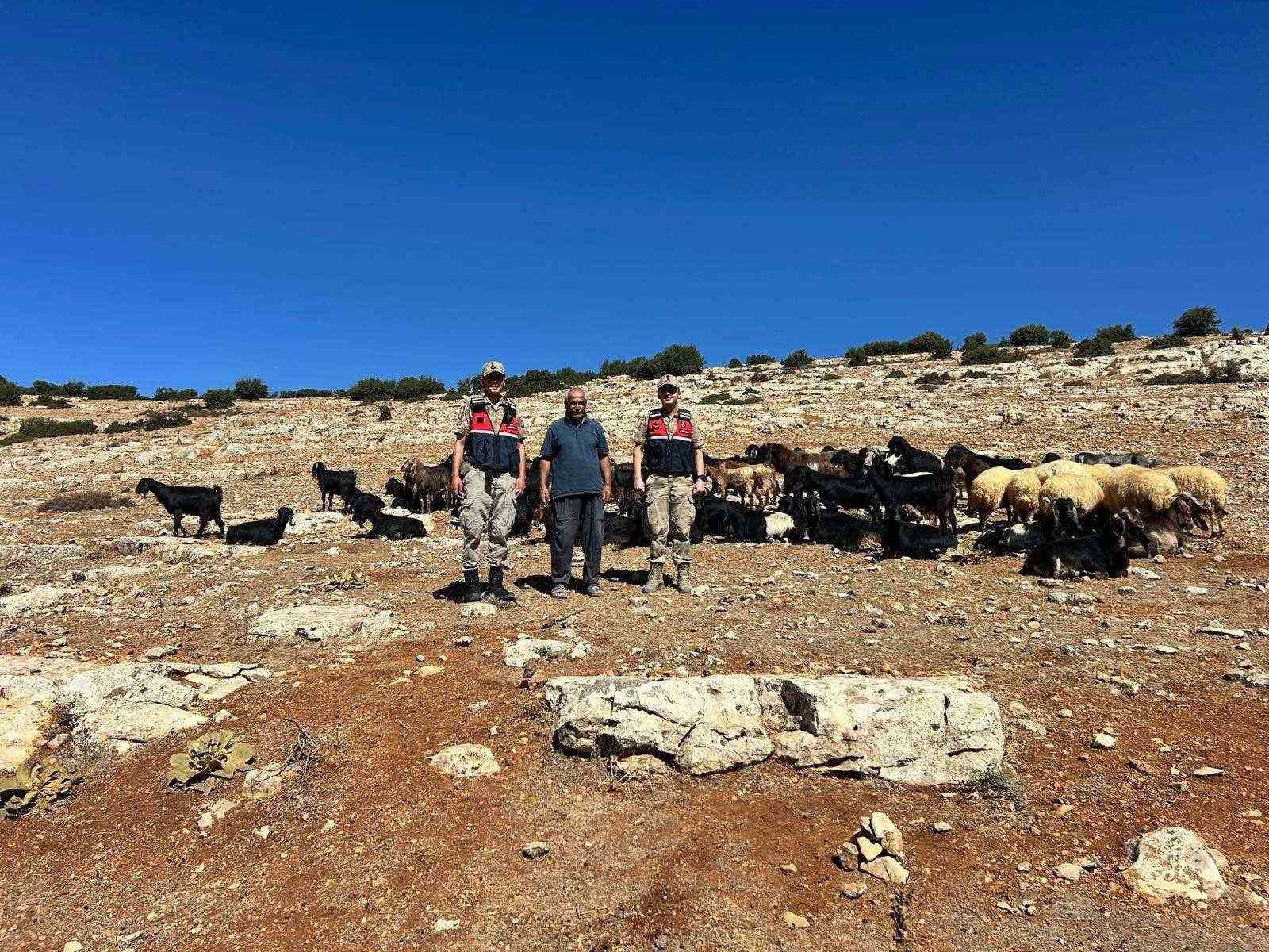 Kilis&rsquo;te kaybolan 100 k&uuml;&ccedil;&uuml;kbaş hayvan bulundu

