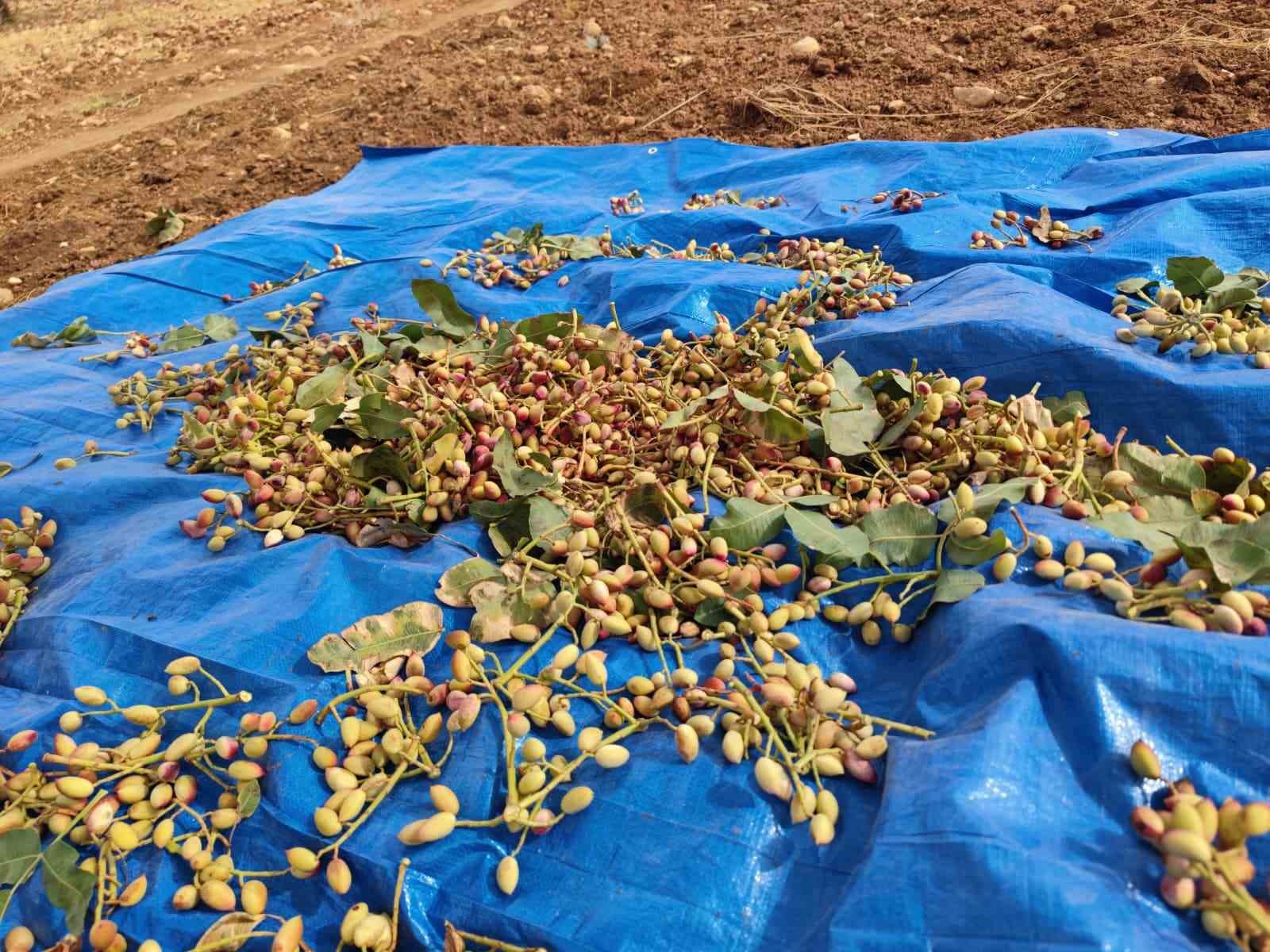 Siirt’te fıstık hasadında sona gelindi
