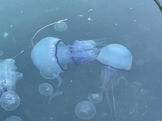 Marmara’da ’bitti’ denilen müsilaj kabusu tekrar hortladı