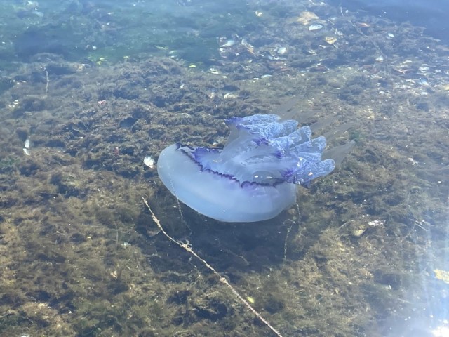 Marmara’da ’bitti’ denilen müsilaj kabusu tekrar hortladı