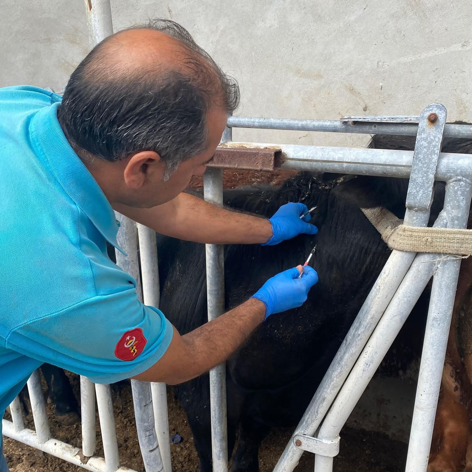 Tekirdağ’da ithal besilik danalara karantina süreci