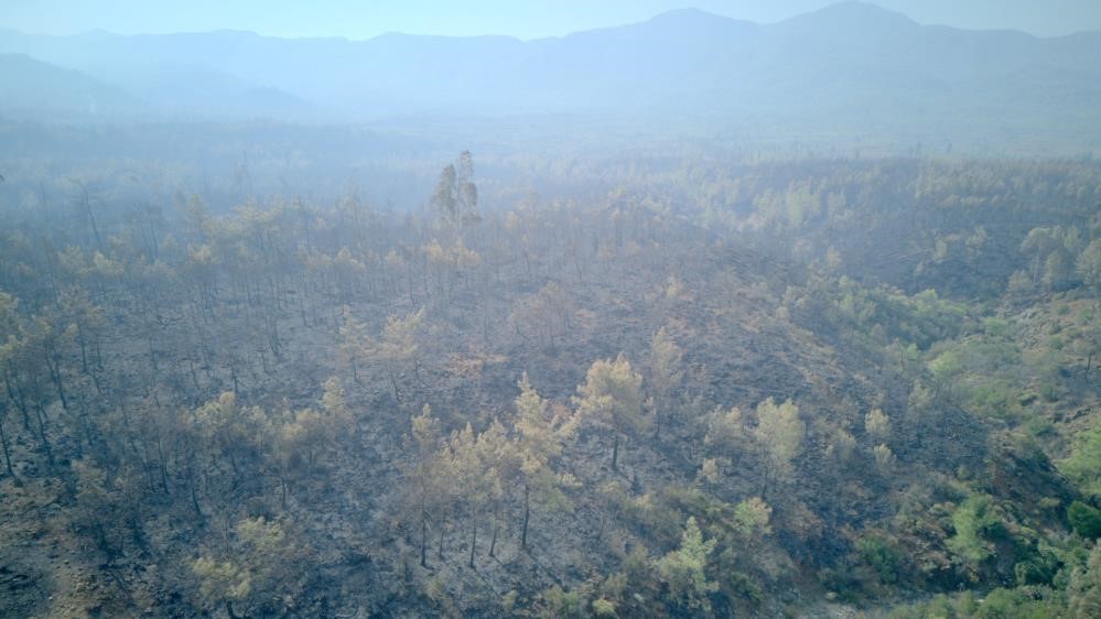 Köyceğiz’de dağ taş yandı, yangından kurtulan hayvanlar ateşsiz alan aradı