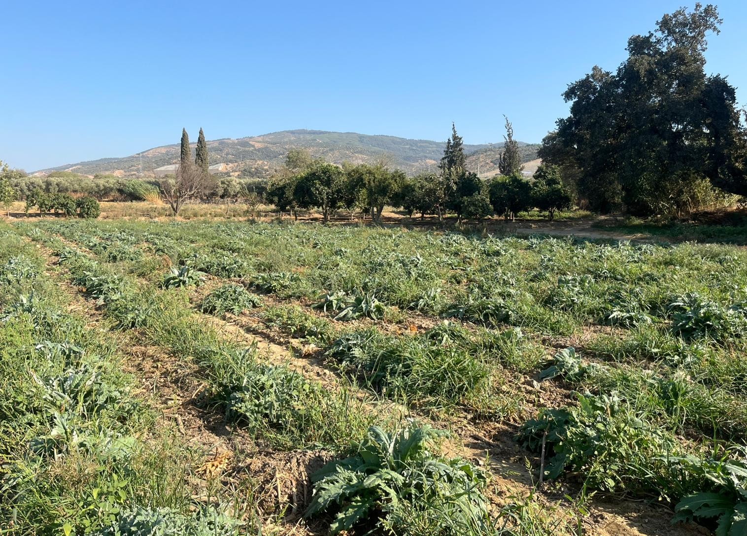 Aydın’ın tescilli ürünü enginarın kaymağını başkaları yiyor
