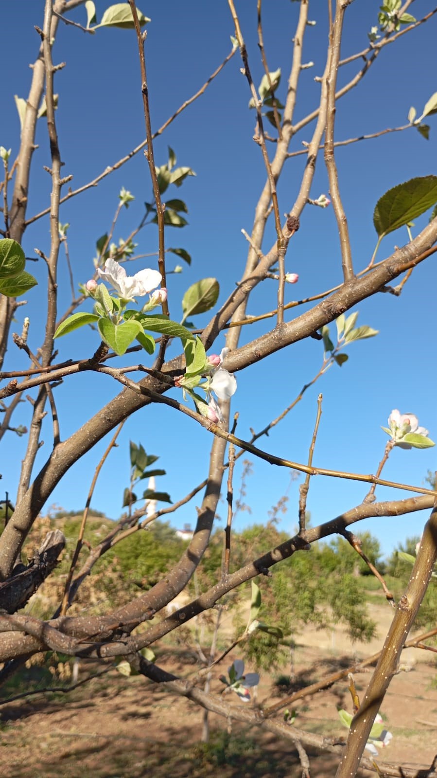 Elazığ’da elma ağacı çiçek açtı