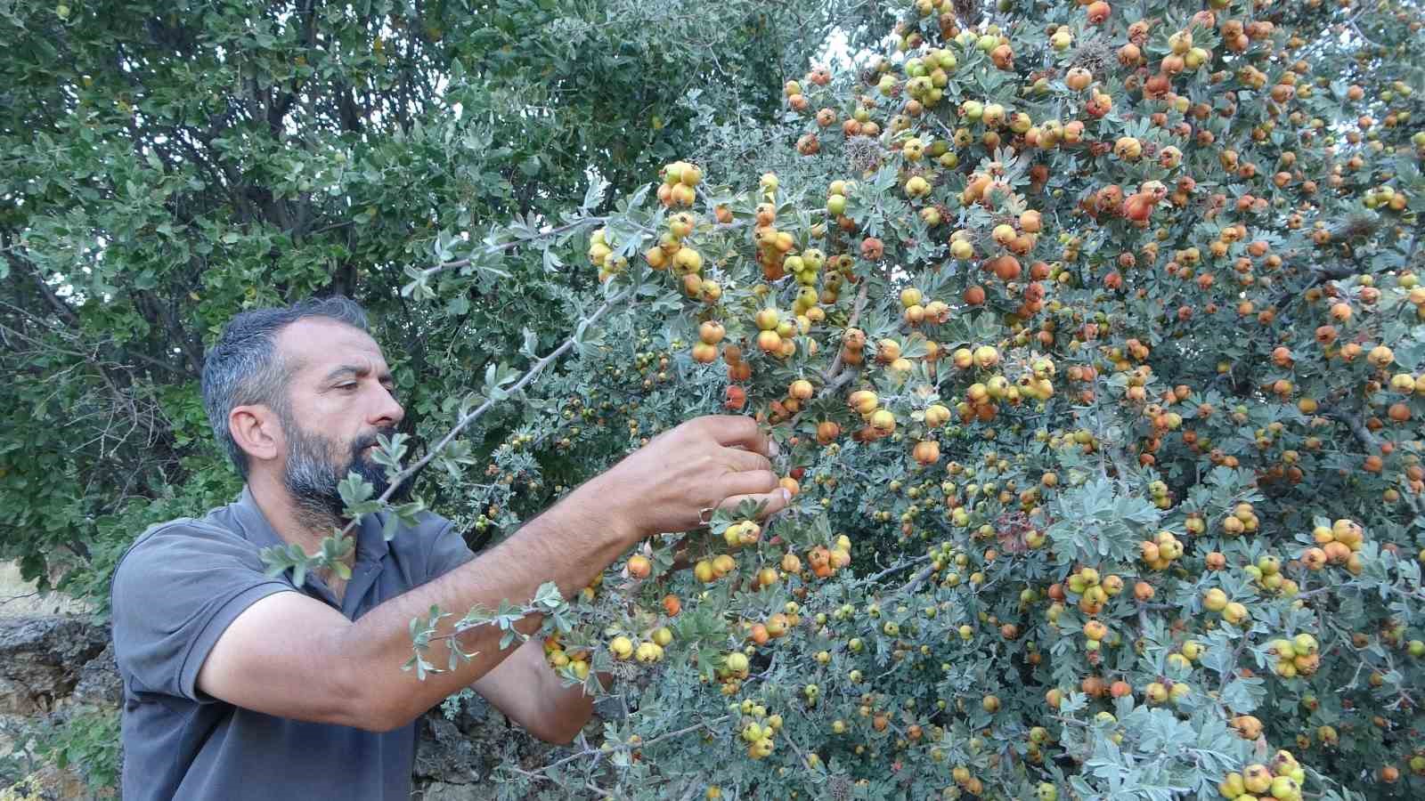 Malatya’da şifa deposu alıçta hasat zamanı
