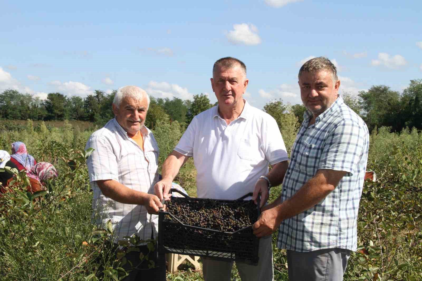 Küçük taneli büyük şifa: Aronya hasadı başladı

