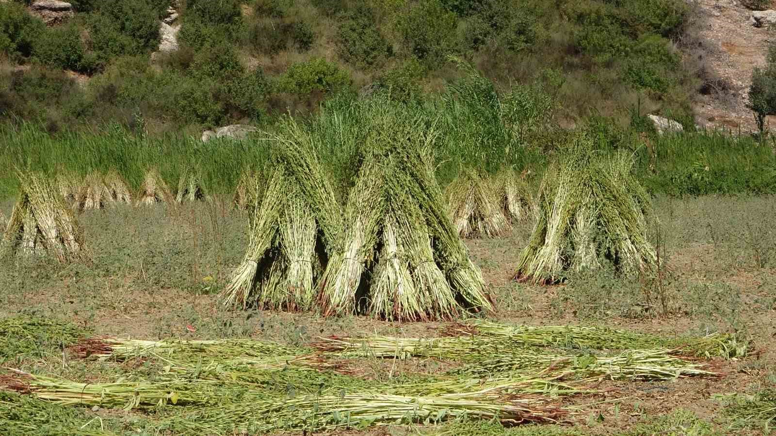 Antalya’da altın susamda hasat başladı