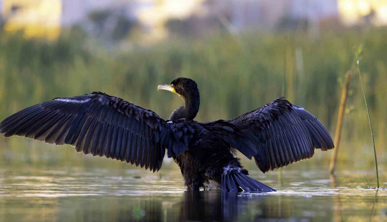 Erzincan’da süzülen kuşların göç hareketleri izleniyor