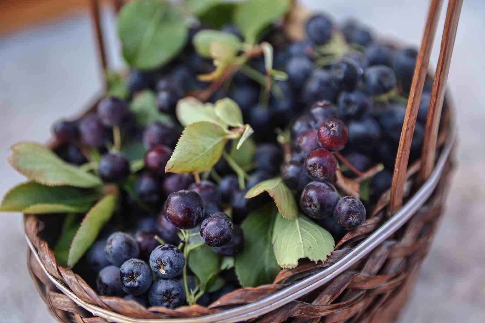 Antalya’da aronya ve böğürtlen hasadı bereketi
