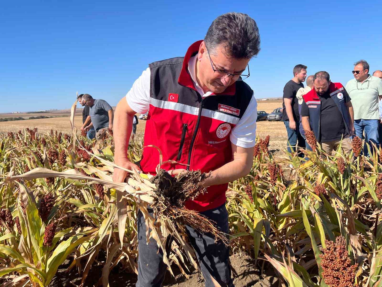 Sorgumla kuraklığa karşı Tekirdağ çiftçisinin umudu