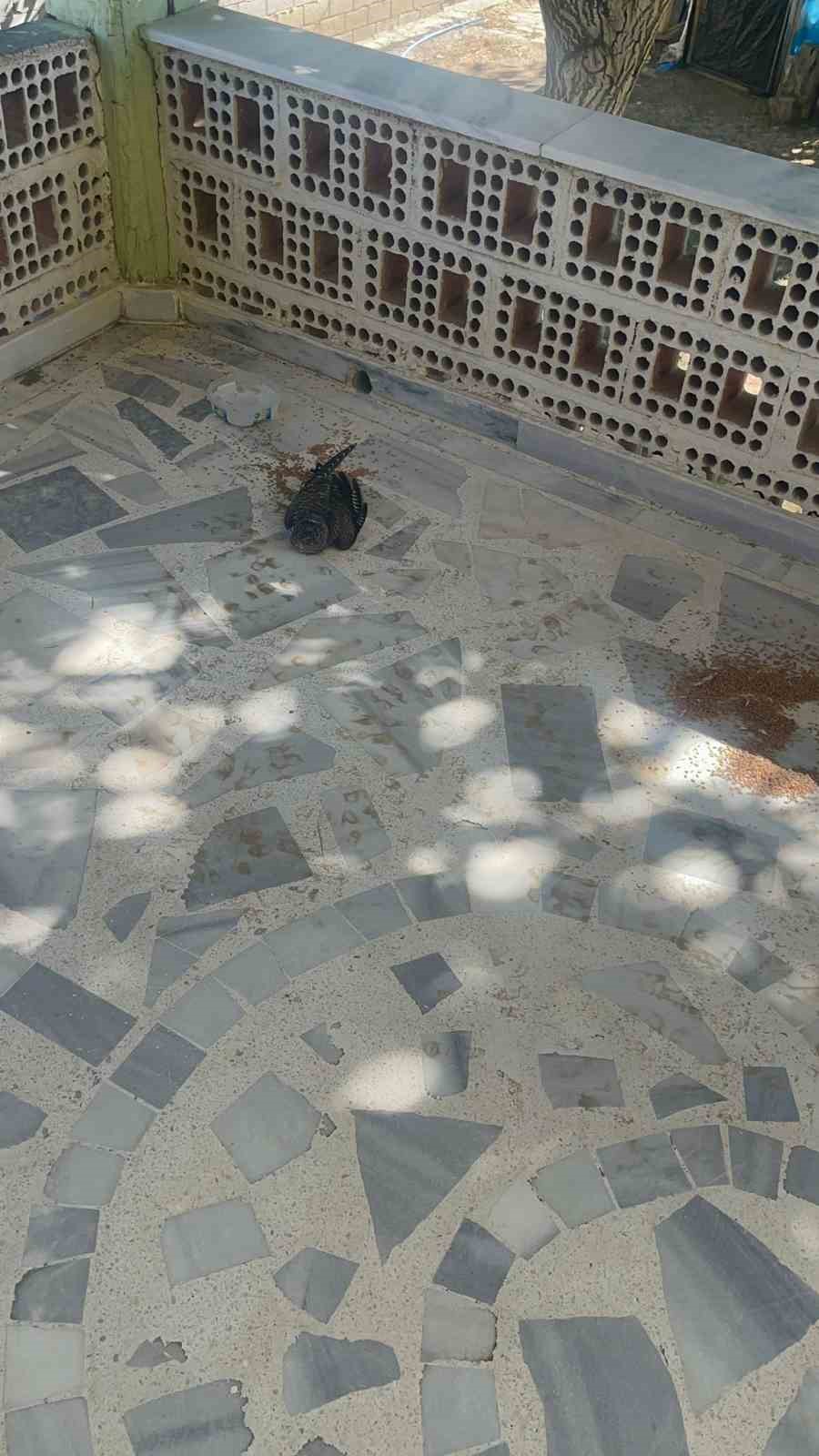 Kulu’da yaralı ebabil kuşuna şefkat eli