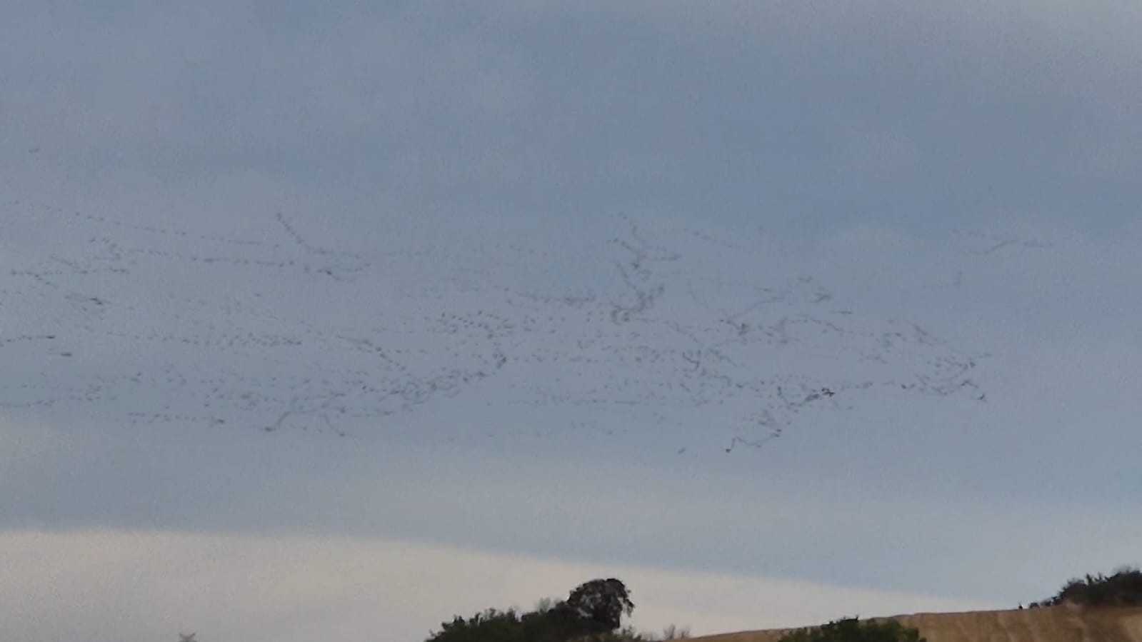 Tekirdağ’da gökyüzünde leylek şöleni
