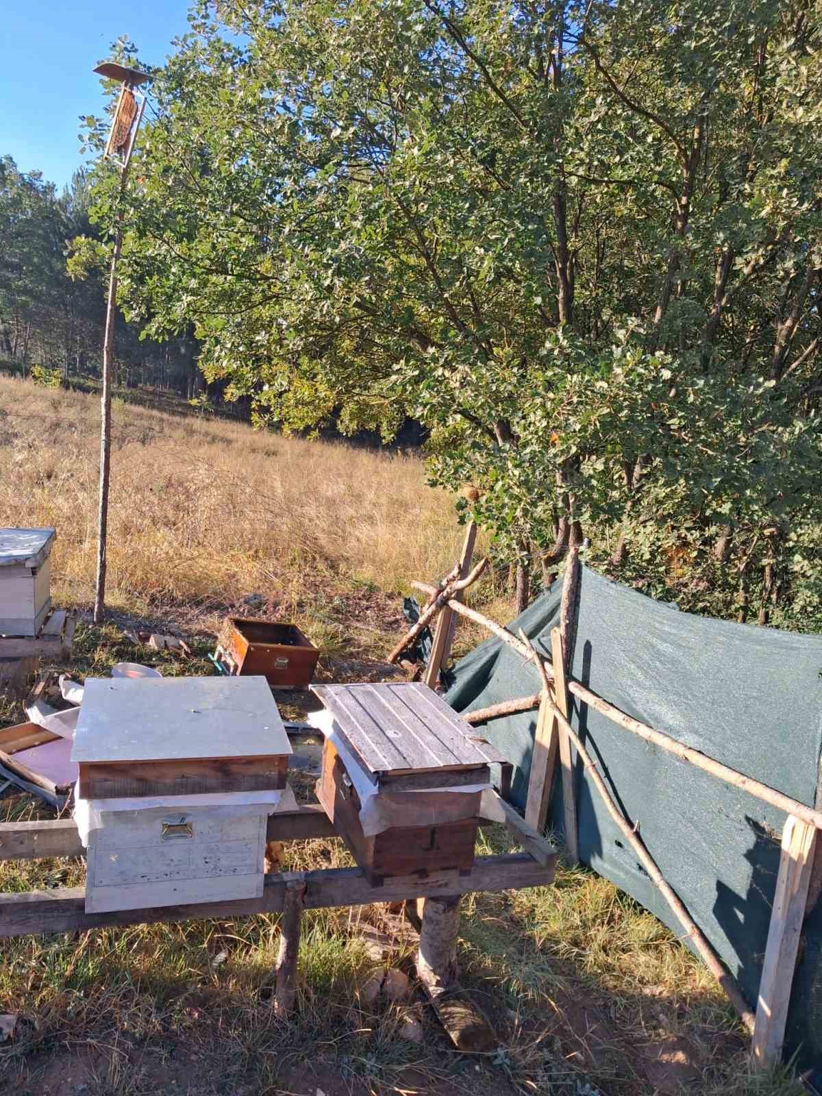Bolu’da aç kalan ayı arı kovanlarını parçaladı
