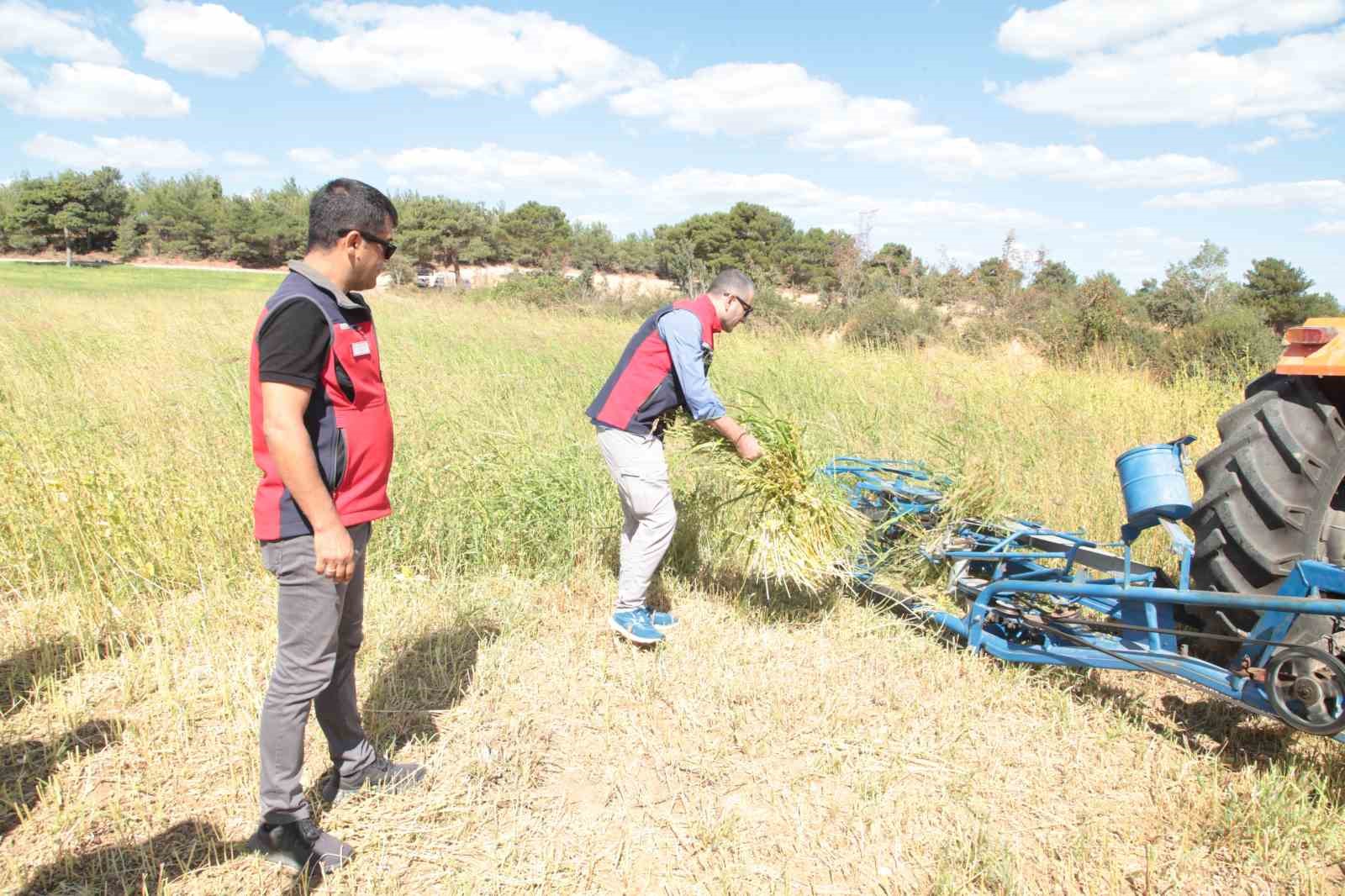 Çanakkale’de susam üretiminin arttırılması için kollar sıvandı, makineli üretim devreye girdi