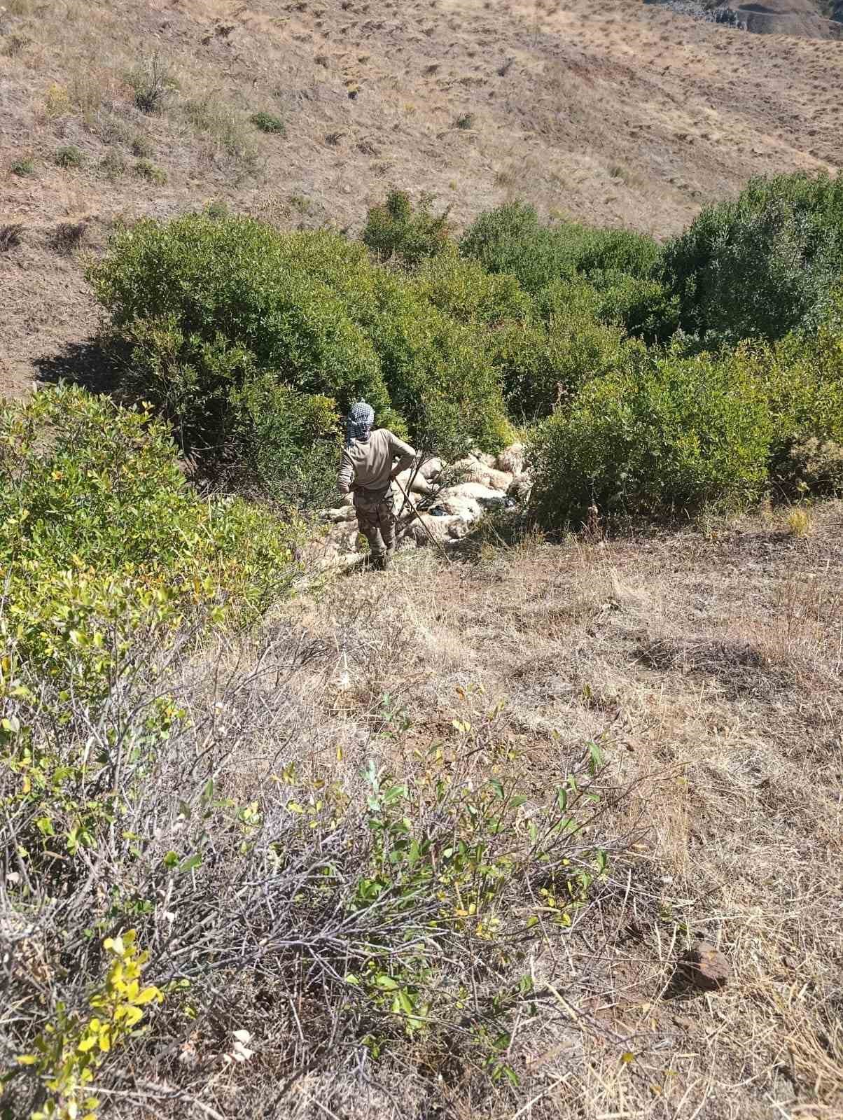 Tunceli’de koyun izdihamı: 29 hayvan telef oldu
