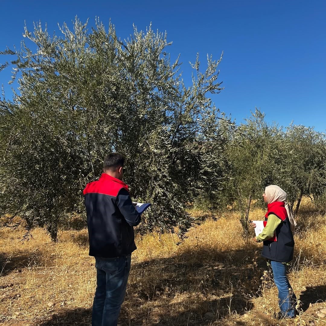 Şırnak&rsquo;ta zeytin rekoltesi i&ccedil;in ilk veriler toplandı
