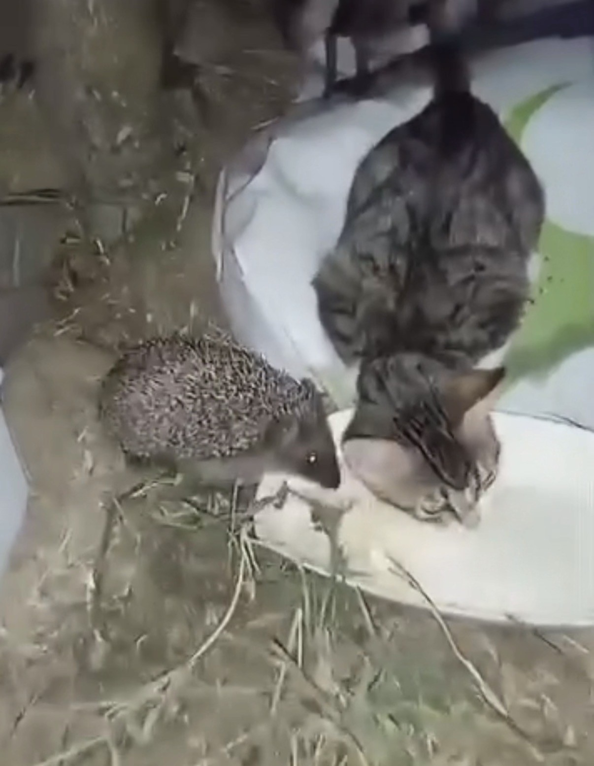 Aynı kaptan yiyen kedi ve kirpinin dostluğu kamerada