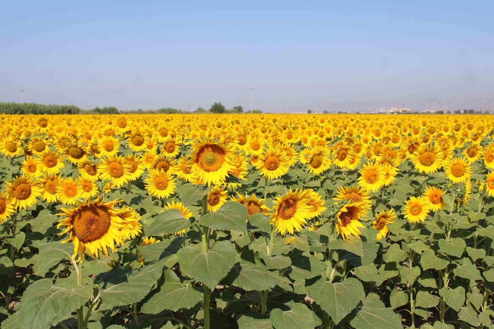 Ayçiçek alım fiyatları açıklandı

