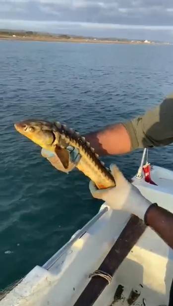 Balıkçılar ağlarına takılan nesli tehlike altındaki Mersin balığını geri denize bıraktı
