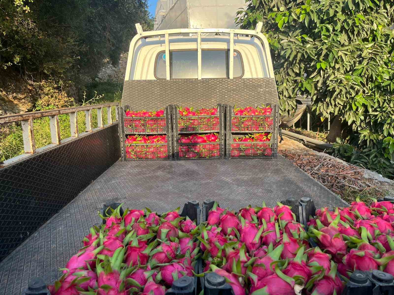 Alanya’da  seralarda ejder meyvesi hasadı başladı
