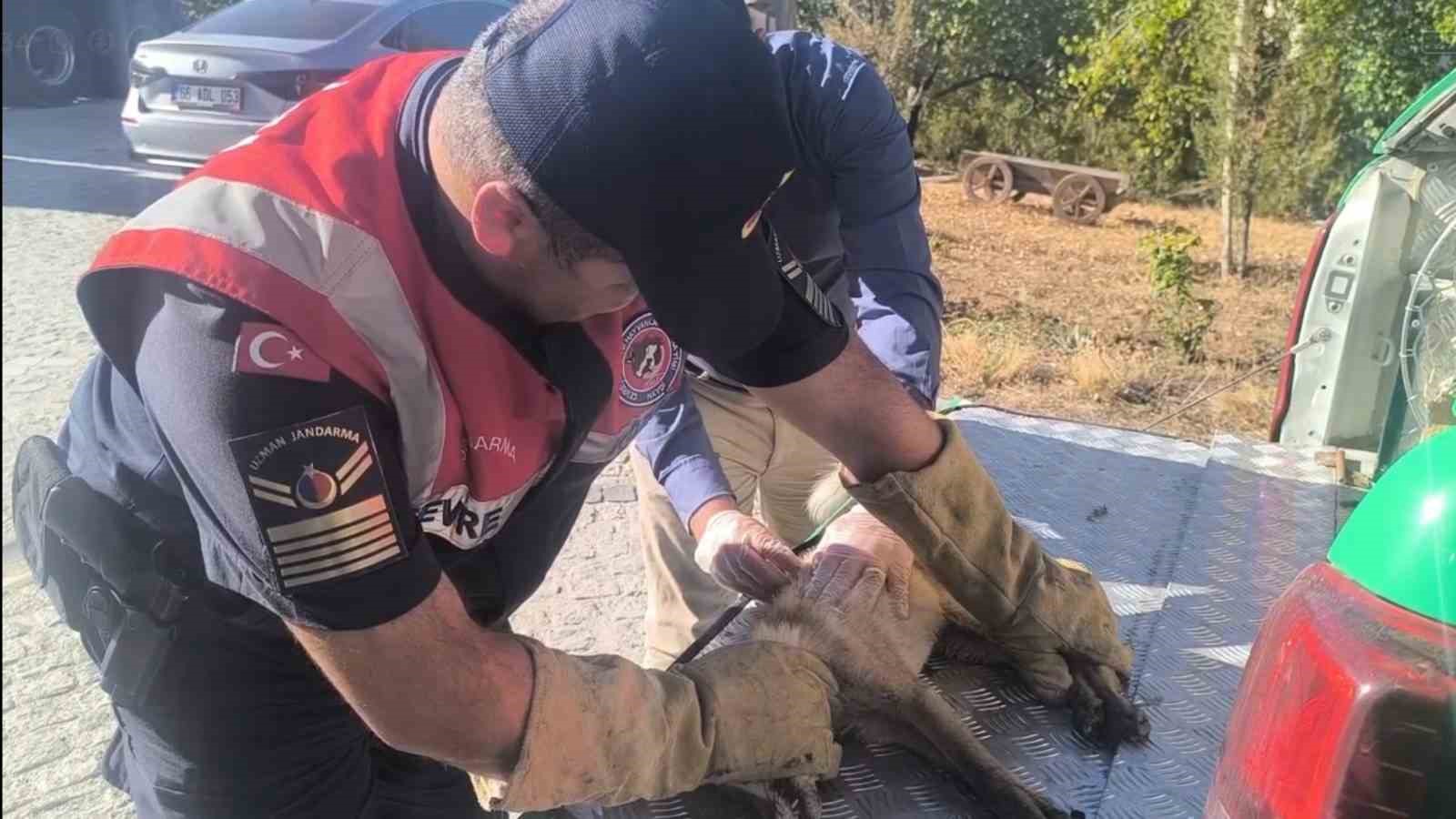 Yaralı tilki tedavi altına alındı
