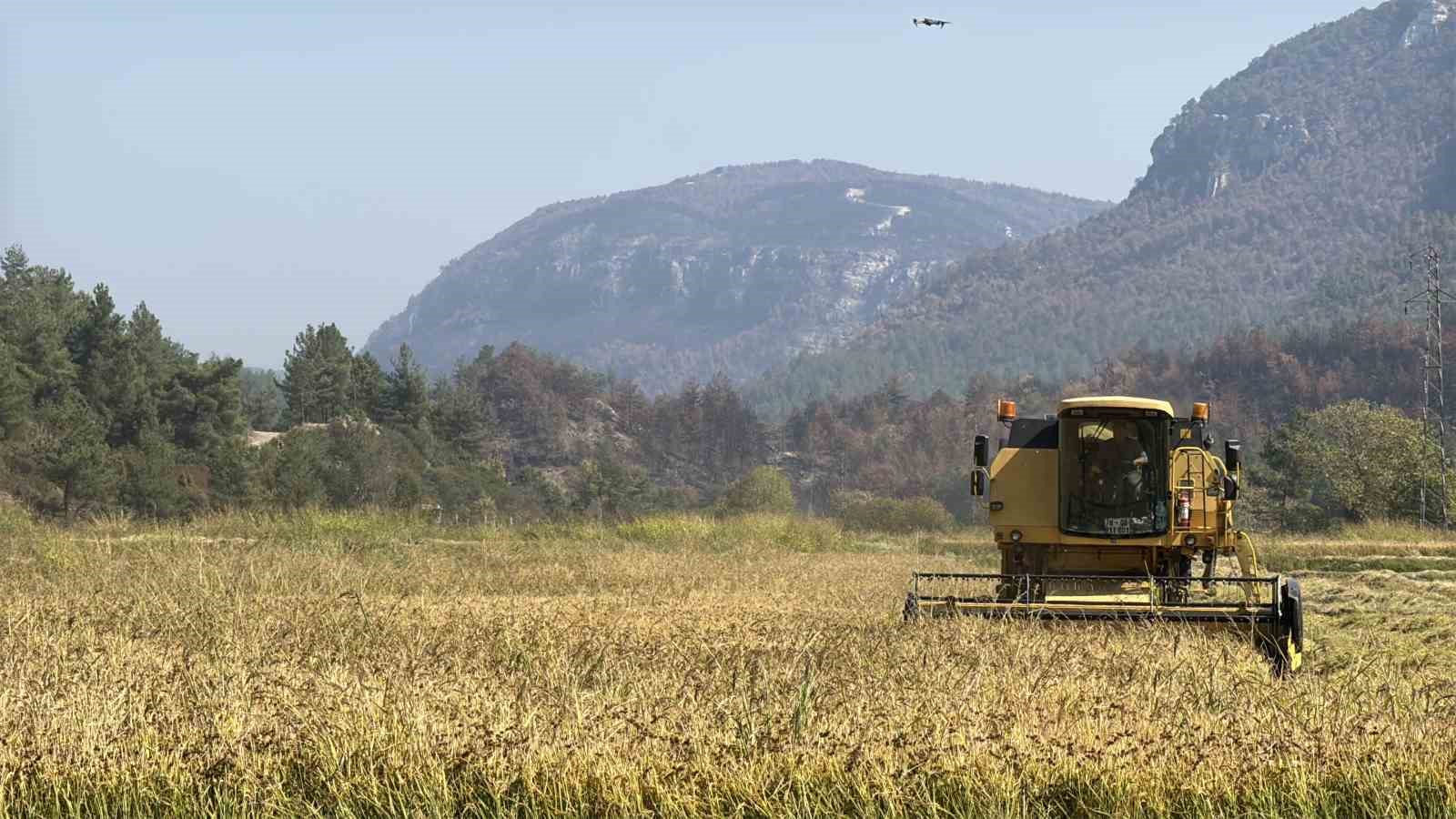 Aşırı sıcaklar "beyaz altın" çeltikte verimliliği düşürdü
