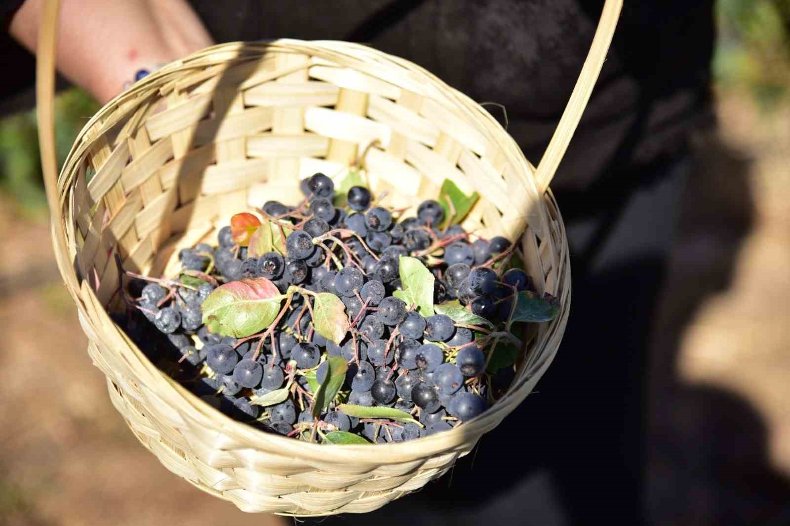 Sındırgı’da Aronya Hasat Şenliği coşkusu
