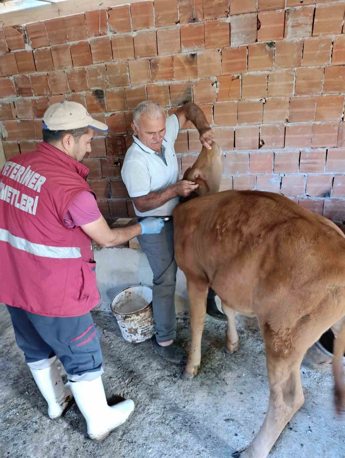 Çarşamba’da tarımda koruma ve mücadele çalışmaları
