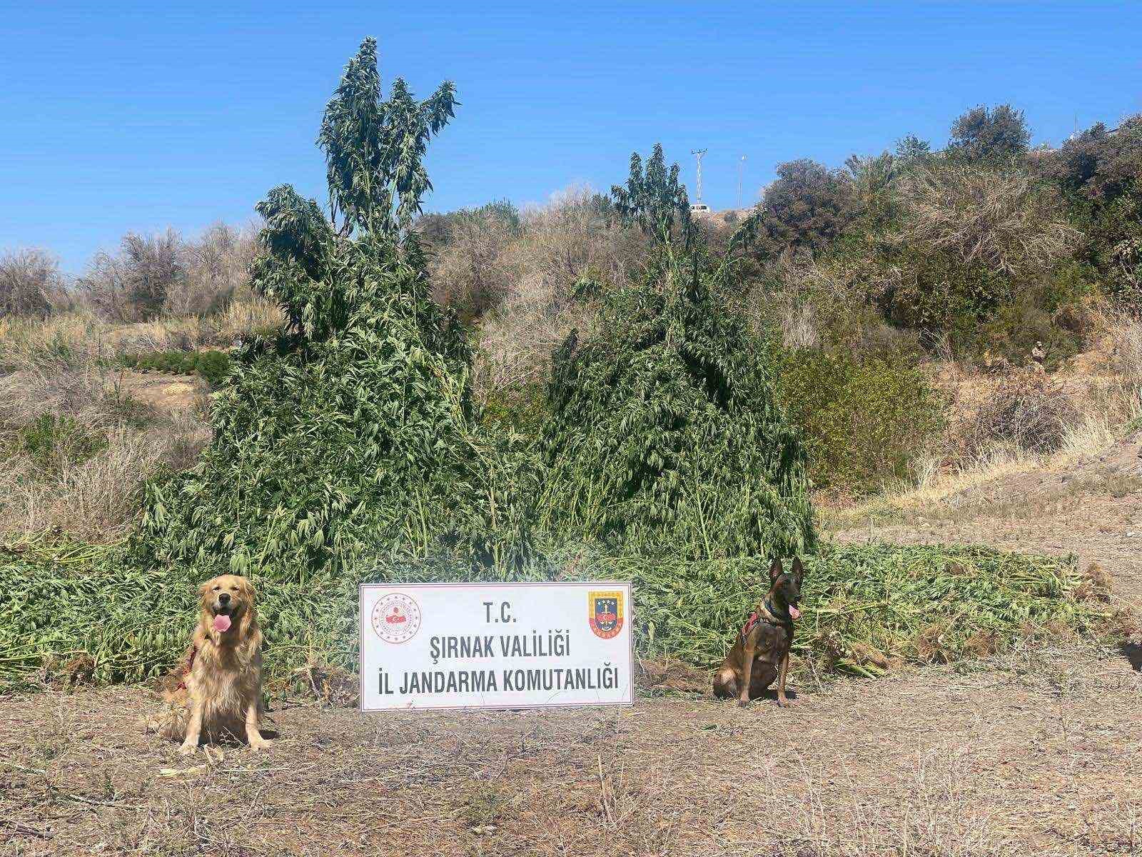 Şırnak’ta 1 buçuk milyar TL’lik uyuşturucu operasyonu: 5 gözaltı